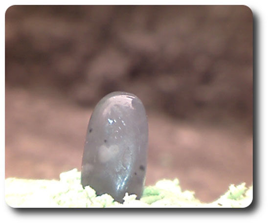 3.2 cts BLUE CALCITE