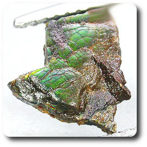 1.13 cts AMMOLITE CRYSTAL