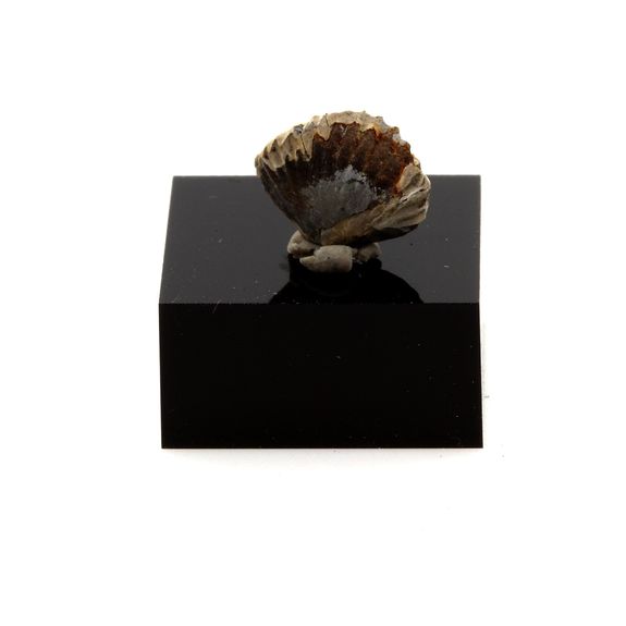 Brachiopode. 3.65 cts.