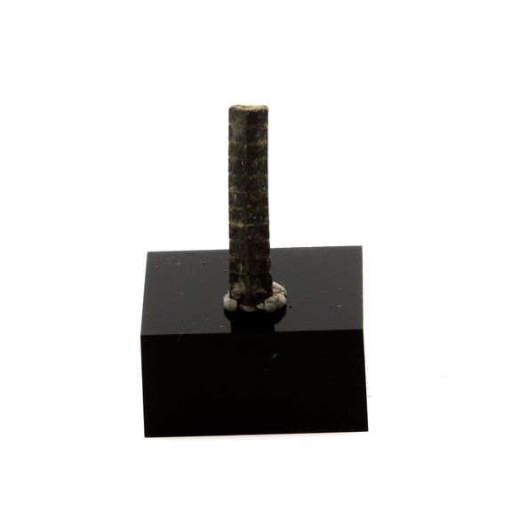 Crinoïde. 2.04 cts.