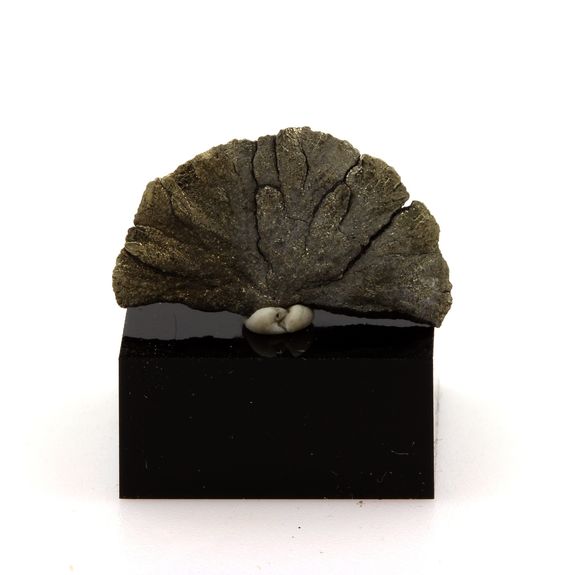 Pyrite Sun Dollar. 6.42 ct.