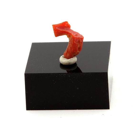 Corail rouge. 0.75 ct.