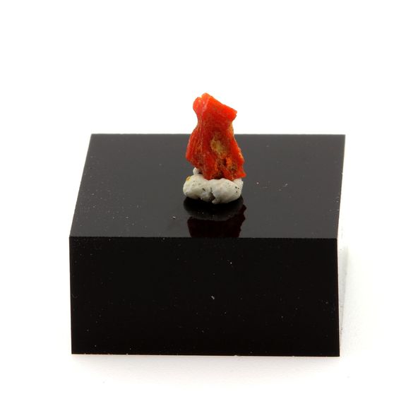 Corail rouge. 0.39 ct.