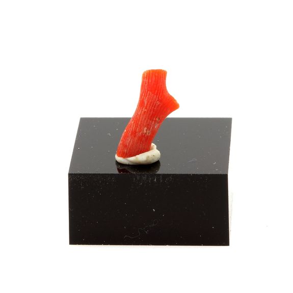 Corail rouge. 1.34 ct.