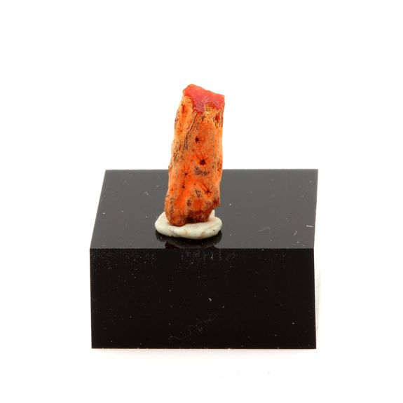 Corail rouge. 1.37 ct.