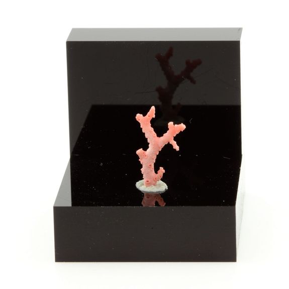 Corail rouge. 0.45 ct.