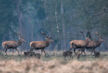 Attractifs Sangliers/Cervidés