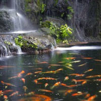 Comment réaliser un bassin de jardin : Les principes de base