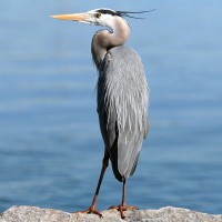 Comment faire fuir un héron d'un bassin ?