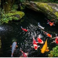 Comment avoir une eau claire dans son bassin de jardin ?