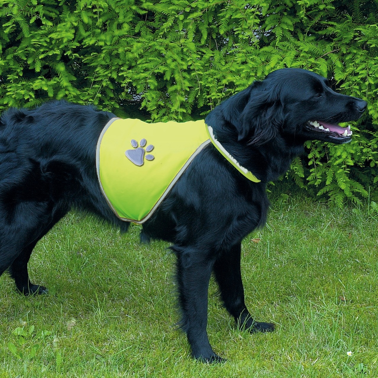 Gilet pour chien fluo, chasse Animabassin - Main Image