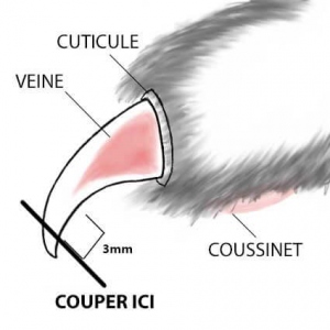 Coupe Ongle Pour Chat Et Chien Animabassin Coupe Ongle Pour Chat Et Chien Animabassin