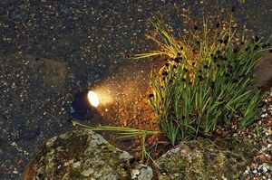 Pontec - PondoStar LED Set 3 - projecteurs LED pour bassin