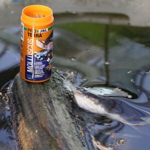 JBL PROTERRA MOLLUSCUS Escargots entiers, gammares et bâtonnets au poisson pour diversifier l’alimentation de toutes les tortues d’eau et cistudes