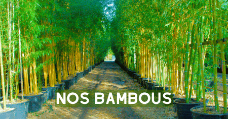 Les bambous