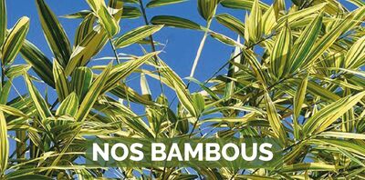 Les bambous