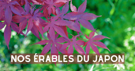 Les érables du Japon