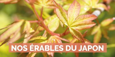 Les érables du Japon