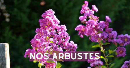 Arbustes