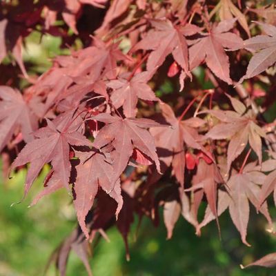 Acer palmatum 'Bloodgood'