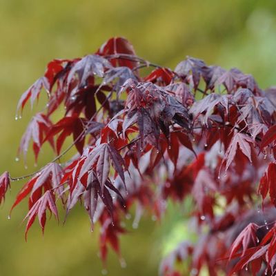 Acer palmatum 'Bloodgood'