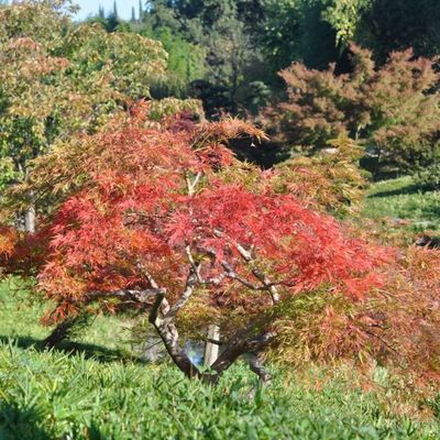 Acer dissectum 'Crimson Queen'