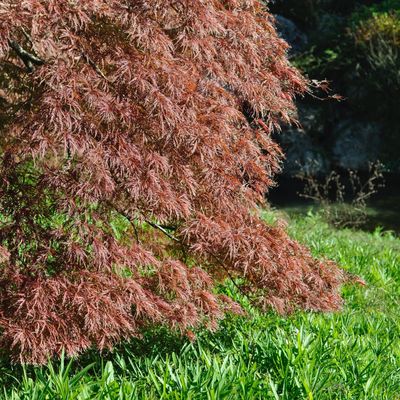 Acer dissectum 'Crimson Queen'