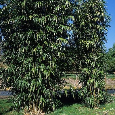 Bambou PSEUDOSASA amabilis 'Tenuis'