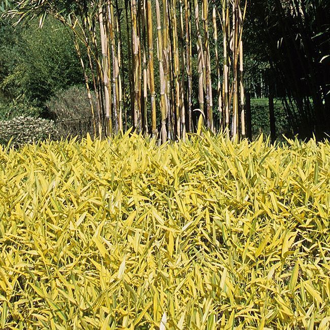 Pleioblastus viridistriatus 'Auricoma'