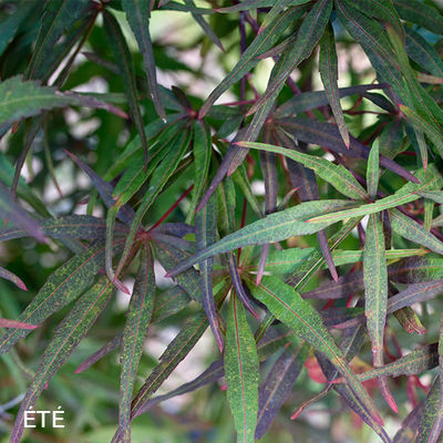 Acer palmatum 'Atrolineare'