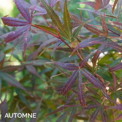 Acer palmatum 'Atrolineare'