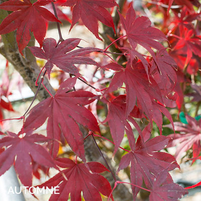 Acer palmatum 'Bloodgood'