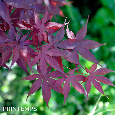 Acer palmatum 'Bloodgood'