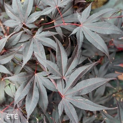 Acer palmatum 'Bloodgood'