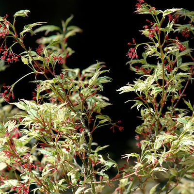 Acer palmatum 'Butterfly'