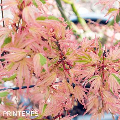 Acer palmatum 'Butterfly'