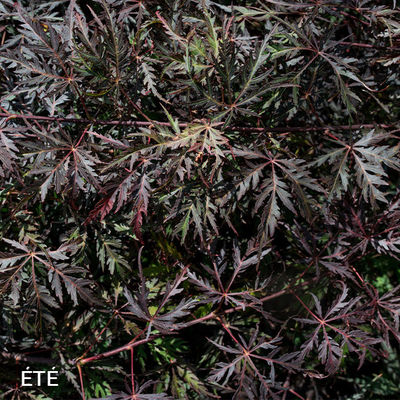 Acer palmatum dissectum 'Tamukeyama'
