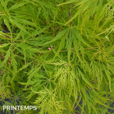 Acer palmatum dissectum 'Viridis'