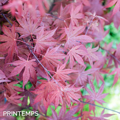 Acer palmatum 'Fire Glow'