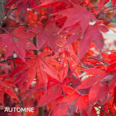 Acer palmatum 'Fire Glow'