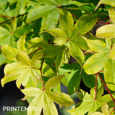 Acer palmatum 'Osakazuki'