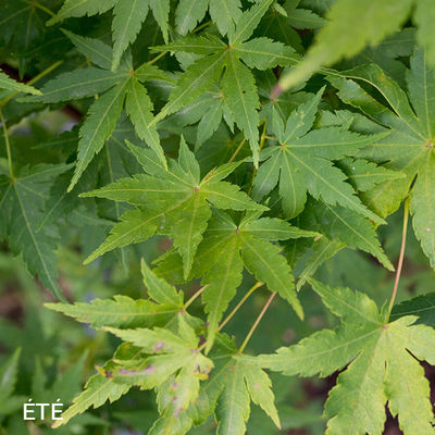 Acer palmatum 'Sango-Kaku'