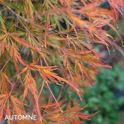 Acer palmatum dissectum 'Viridis'