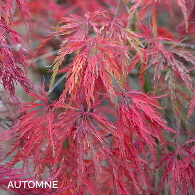 Acer palmatum dissectum 'Inaba-Shidare'