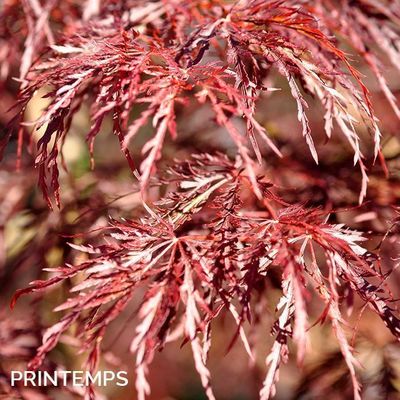 Acer palmatum dissectum 'Inaba-Shidare'
