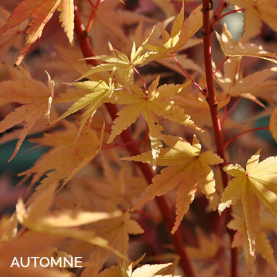 Acer palmatum 'Sango-Kaku'