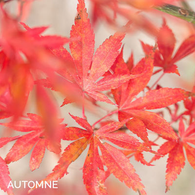 Acer palmatum 'Skeeter's Broom'