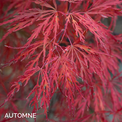 Acer palmatum dissectum 'Paul Garnet'
