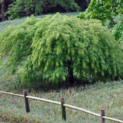 Acer palmatum dissectum 'Viridis'