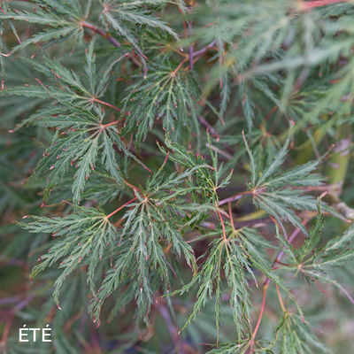 Acer palmatum dissectum 'Inaba-Shidare'